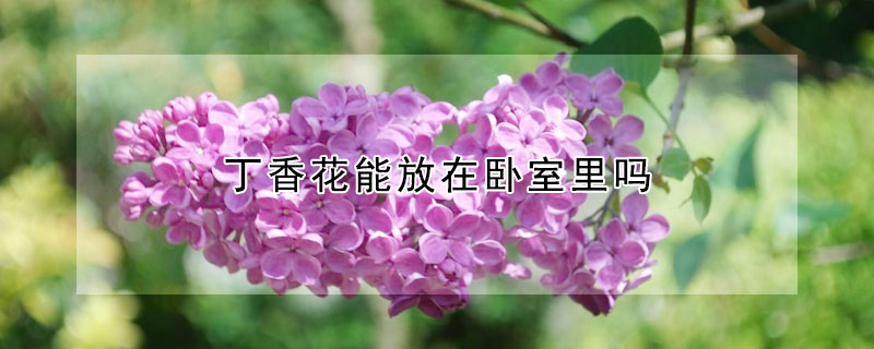 丁香花能放在臥室裏嗎