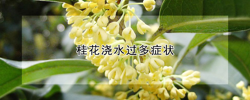 桂花澆水過多症狀