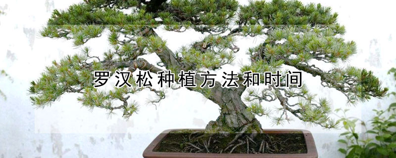 羅漢鬆種植方法和時間