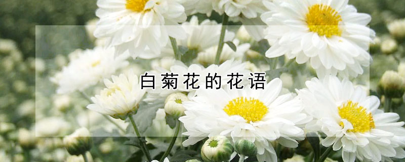 白菊花的花語