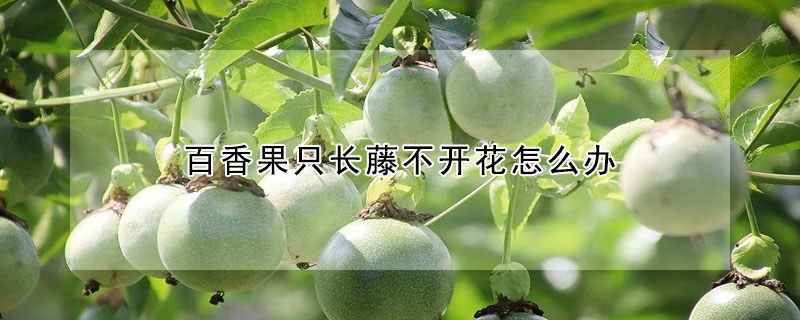 百香果隻長藤不開花怎麼辦