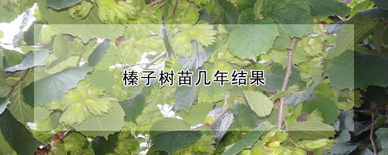 榛子樹苗幾年結果