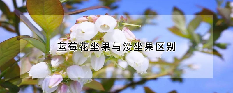 藍莓花坐果與沒坐果區別