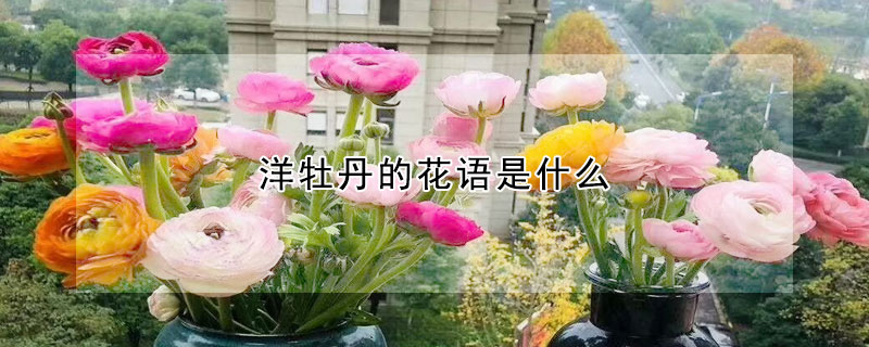 洋牡丹的花語是什麼