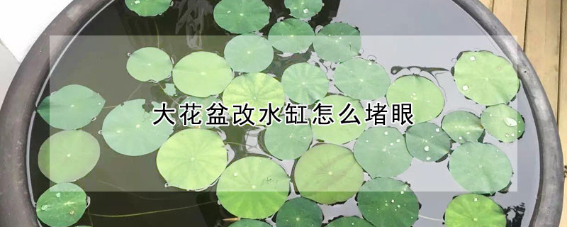 大花盆改水缸怎麼堵眼