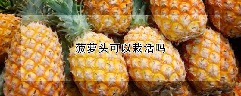 菠蘿頭可以栽活嗎