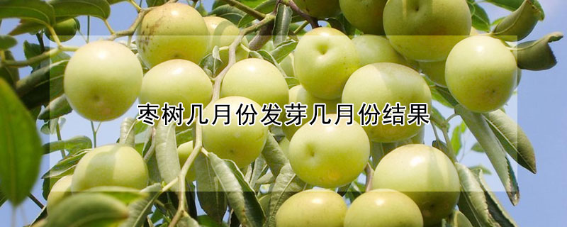 棗樹幾月份發芽幾月份結果