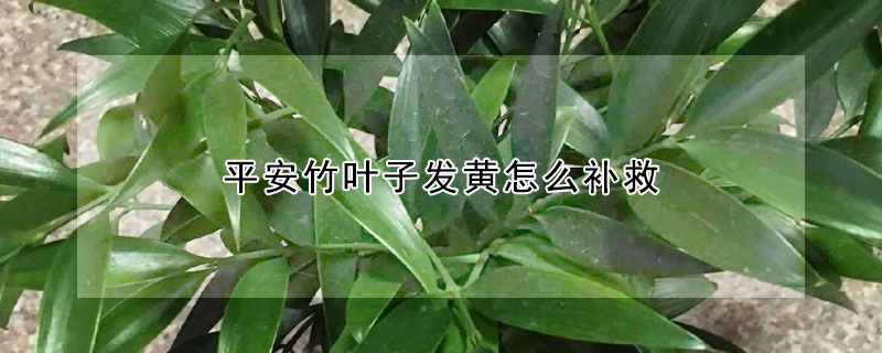 平安竹葉子發黃怎麼補救