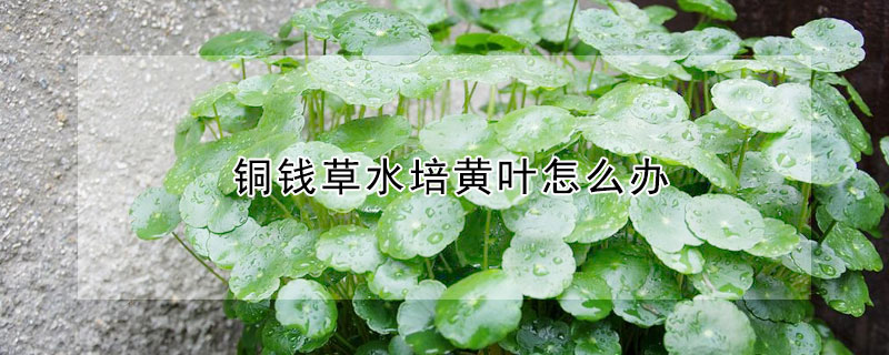 銅錢草水培黃葉怎麼辦