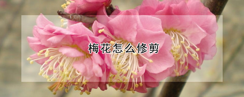 梅花怎麼修剪