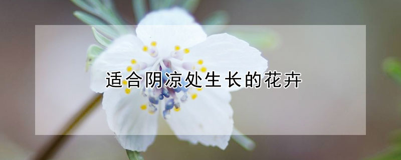 適合陰涼處生長的花卉