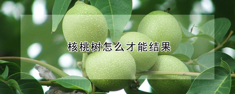 核桃樹怎麼才能結果