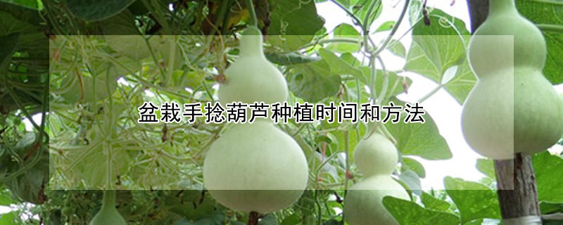 盆栽手撚葫蘆種植時間和方法