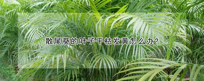 散尾葵的葉子幹枯發黃怎麼辦?