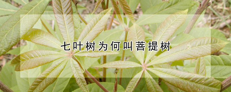 七葉樹為何叫菩提樹