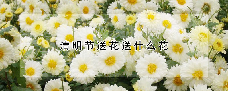 清明節送花送什麼花