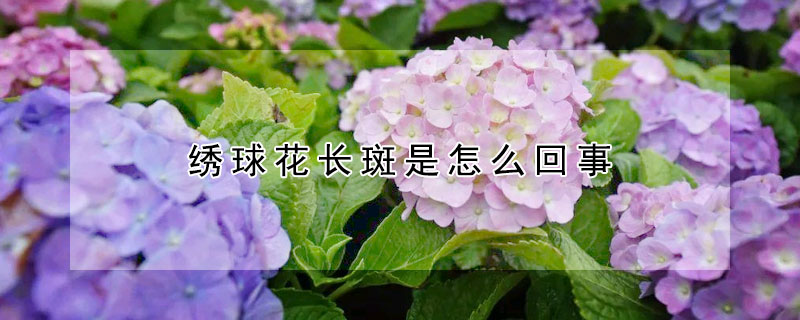 繡球花長斑是怎麼回事