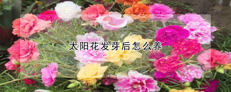 太陽花發芽後怎麼養