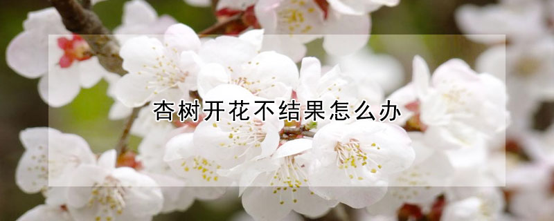 杏樹開花不結果怎麼辦