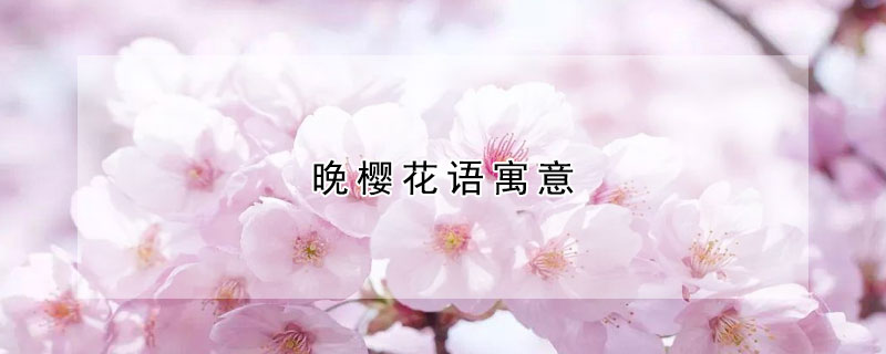 晚櫻花語寓意