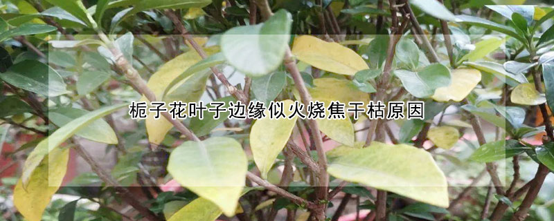 梔子花葉子邊緣似火燒焦幹枯原因