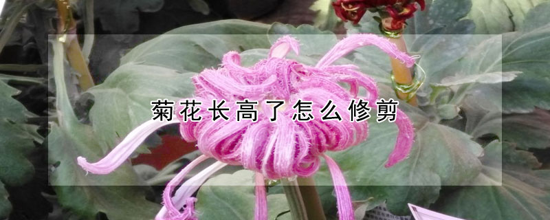 菊花長高了怎麼修剪