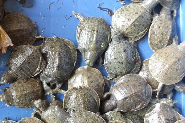 甲魚幼苗期的飼養方法