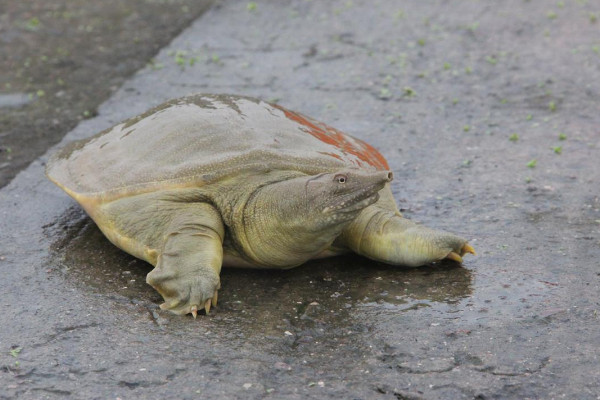 甲魚幼苗期的飼養方法