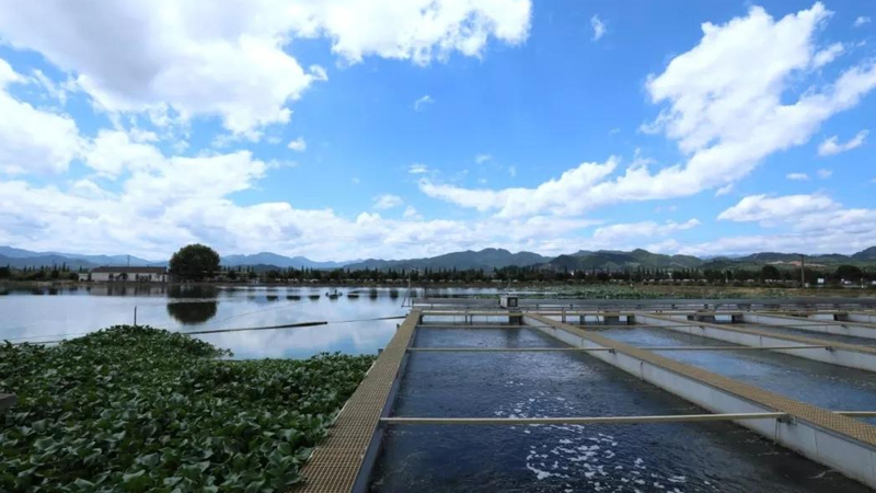 養魚池塘怎麼建