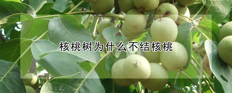 核桃樹為什麼不結核桃