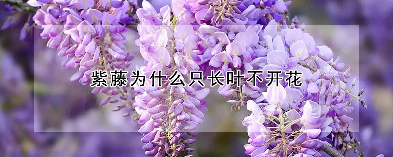 紫藤為什麼隻長葉不開花