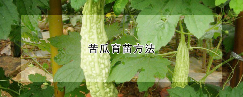 苦瓜育苗方法