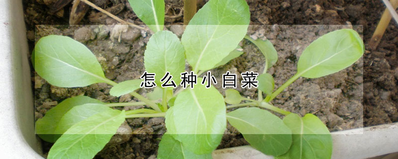 怎麼種小白菜