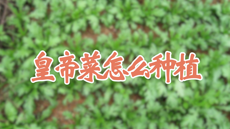 皇帝菜怎麼種植