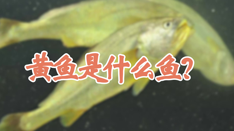 黃魚是什麼魚？