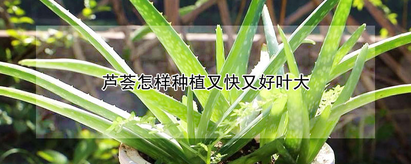 蘆薈怎樣種植又快又好葉大