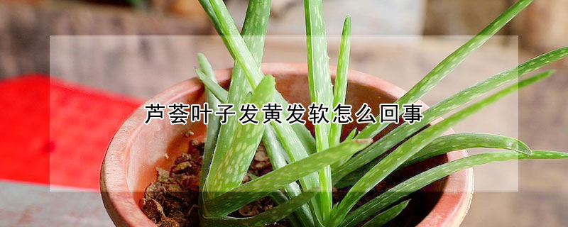 蘆薈葉子發黃發軟怎麼回事