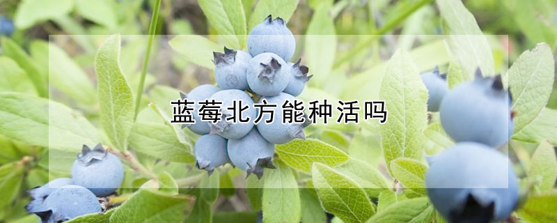 藍莓北方能種活嗎