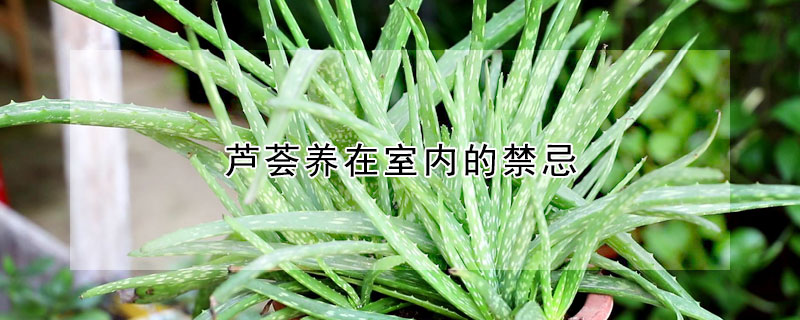 蘆薈養在室內的禁忌