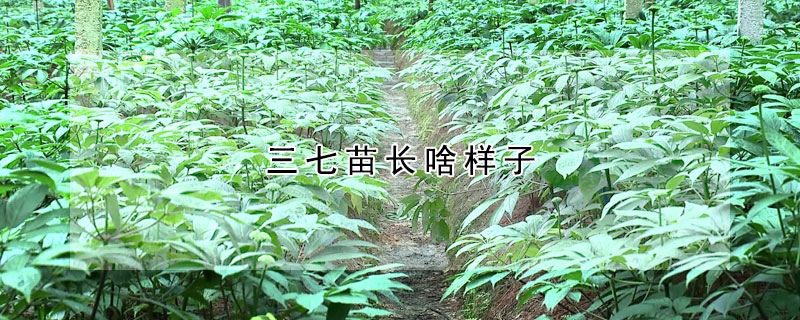 三七苗長啥樣子