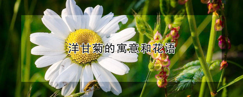 洋甘菊的寓意和花語