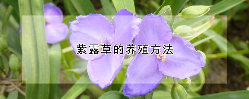 紫露草的養殖方法