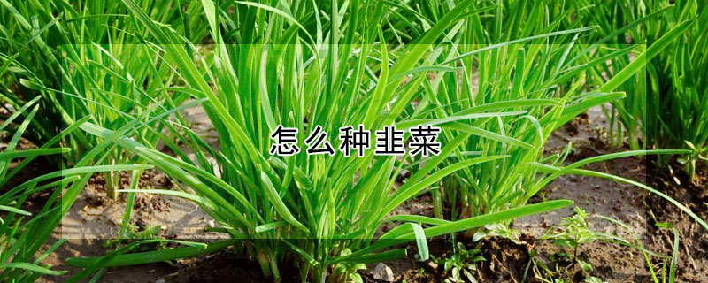 怎麼種韭菜