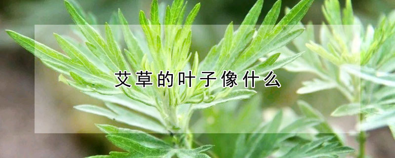 艾草的葉子像什麼