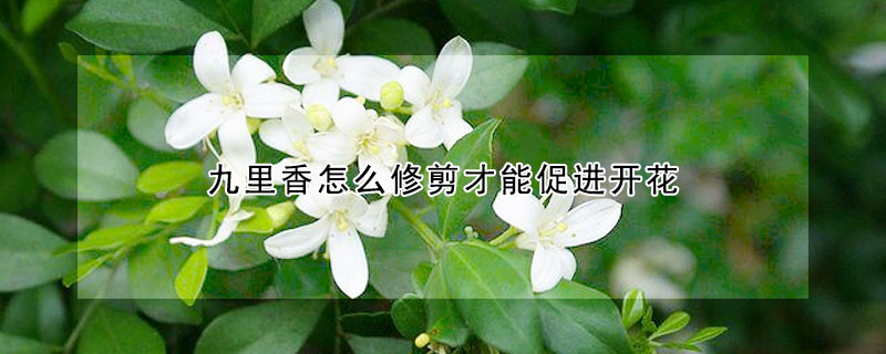 九裏香怎麼修剪才能促進開花