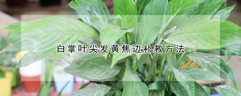 白掌葉尖發黃焦邊補救方法