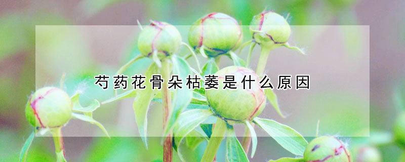 芍藥花骨朵枯萎是什麼原因