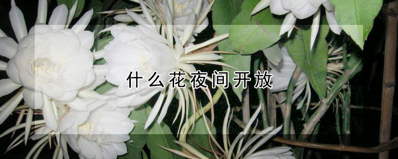 什麼花夜間開放