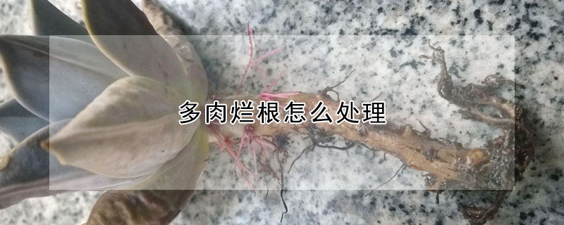 多肉爛根怎麼處理