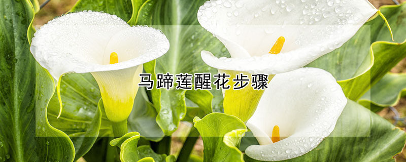 馬蹄蓮醒花步驟